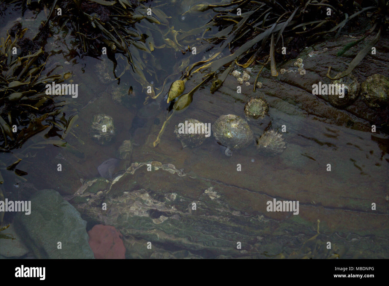 clear waters of a rock pool at low tide with seaweed and limpets on the rocks. Stock Photo