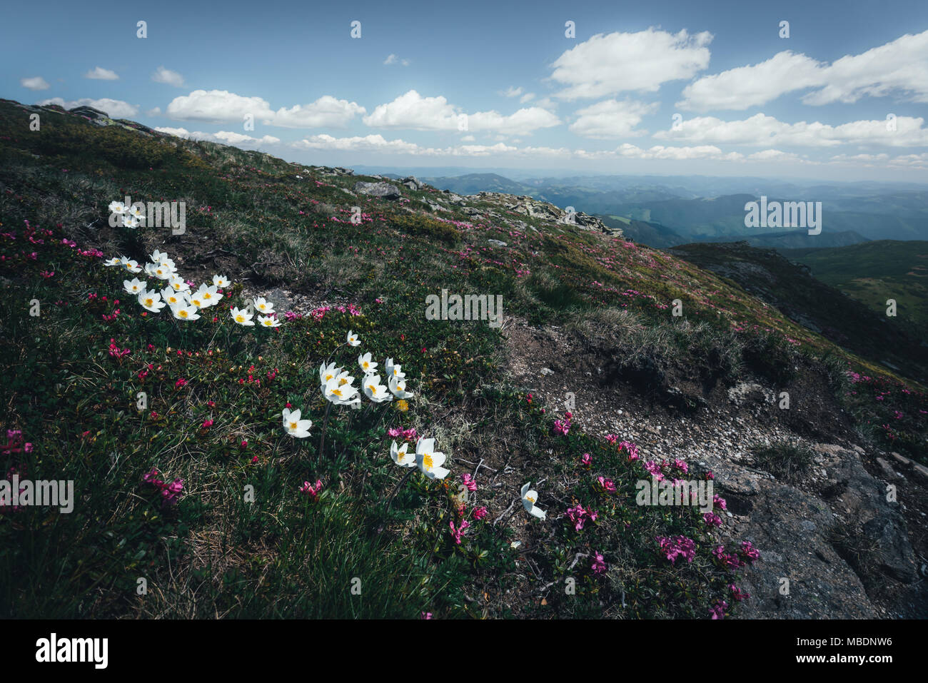 High mountain flowers hi-res stock photography and images - Alamy