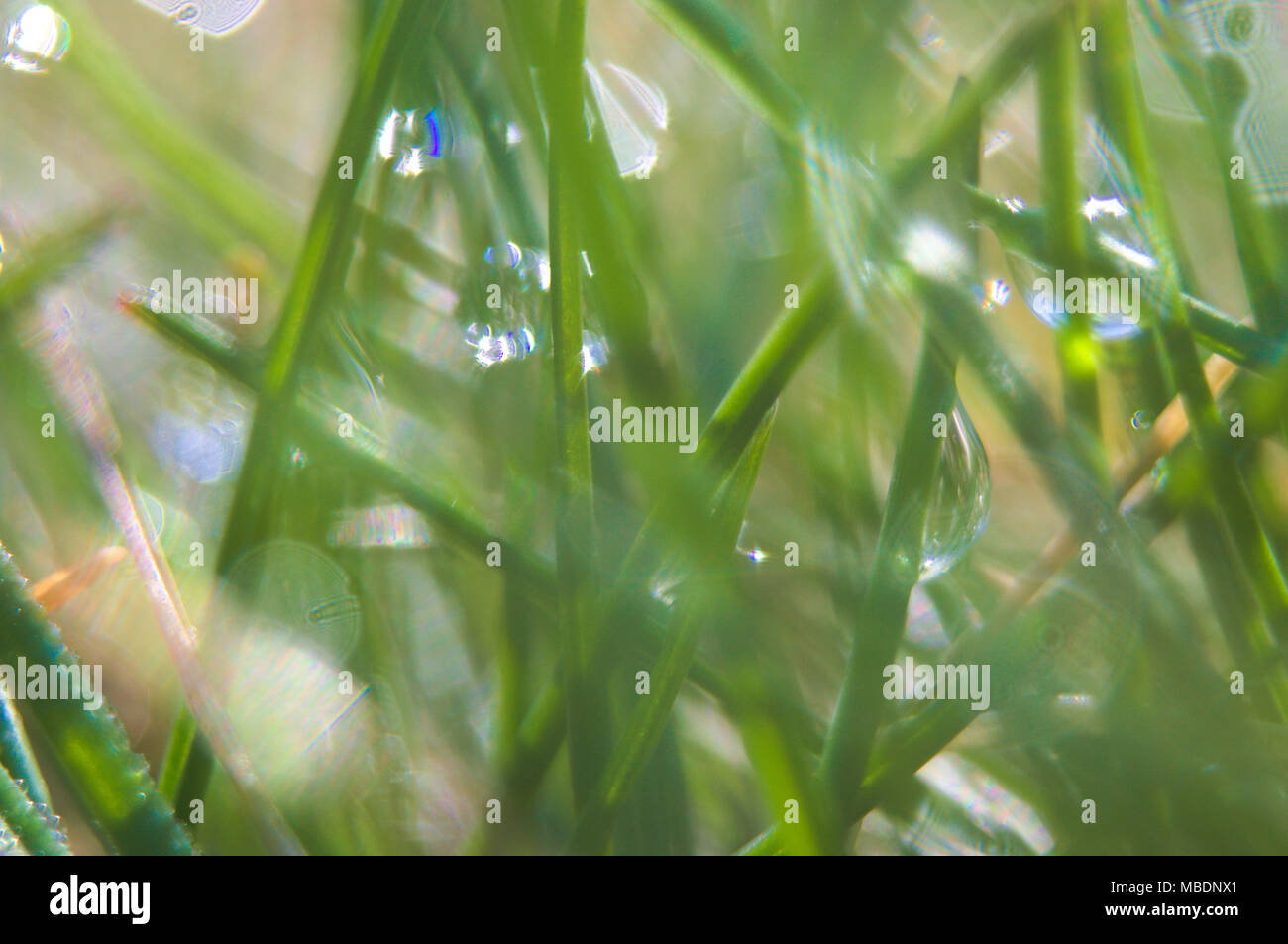 Green dewy sunlighted grass in macrophotography with small depth of field Stock Photo