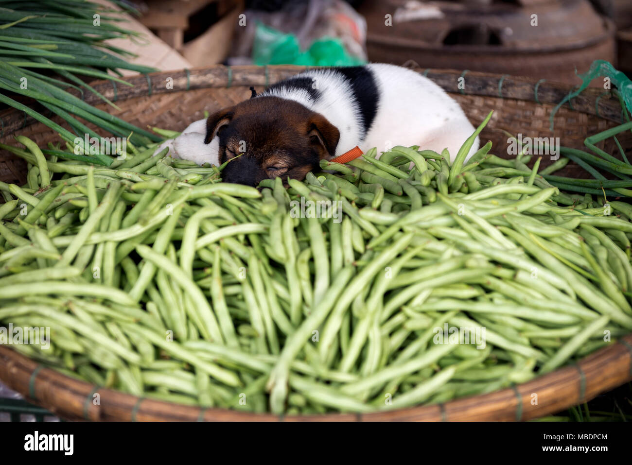 Puppy sleeping on a basket of green beans (the dog was a pet, it was not for sale) Stock Photo