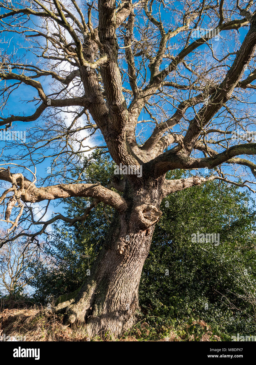 English oak tree in winter hi-res stock photography and images - Alamy