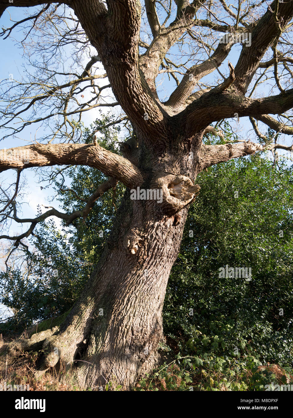 English Oak Tree in winter sunshine Stock Photo - Alamy