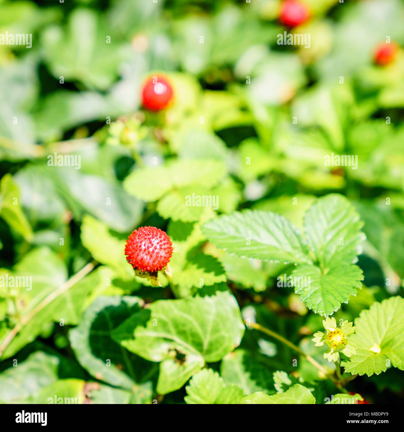 Close-up image of a wild strawberry in a garden Stock Photo