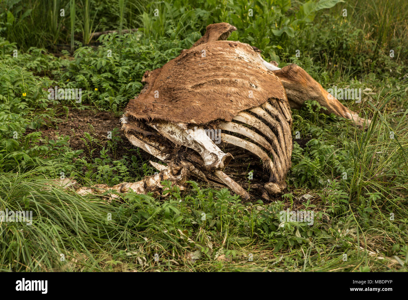 A horse carcass lies in a pasture in Saint-Laurent, Manitoba, Friday August 14, 2015. Stock Photo