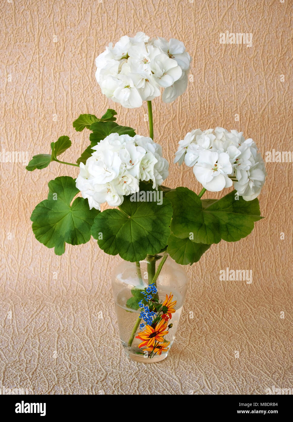 Early summer flowering geranium hires stock photography and images Alamy