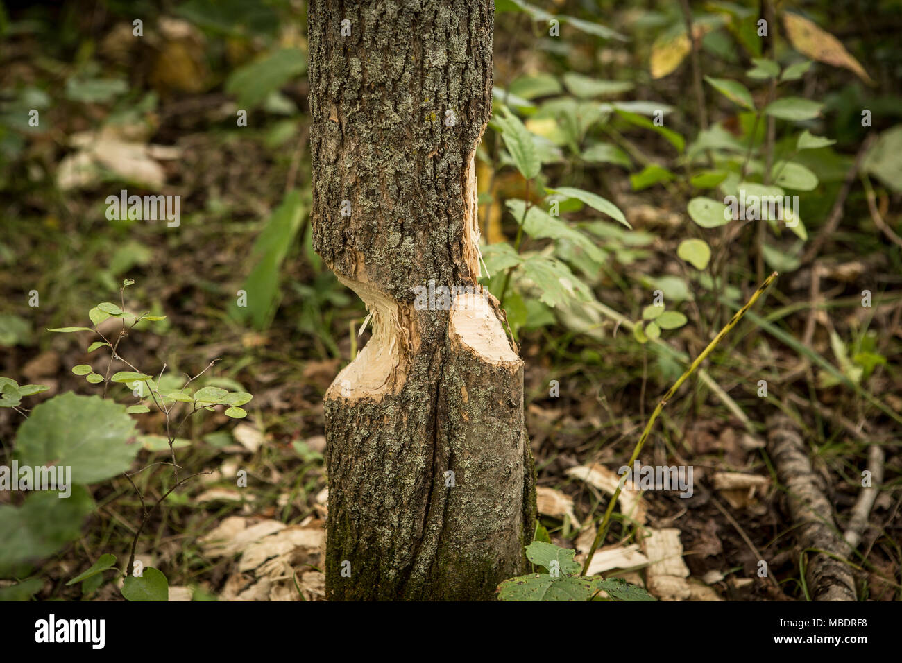 Trees Being Cut Down High Resolution Stock Photography and Images Alamy