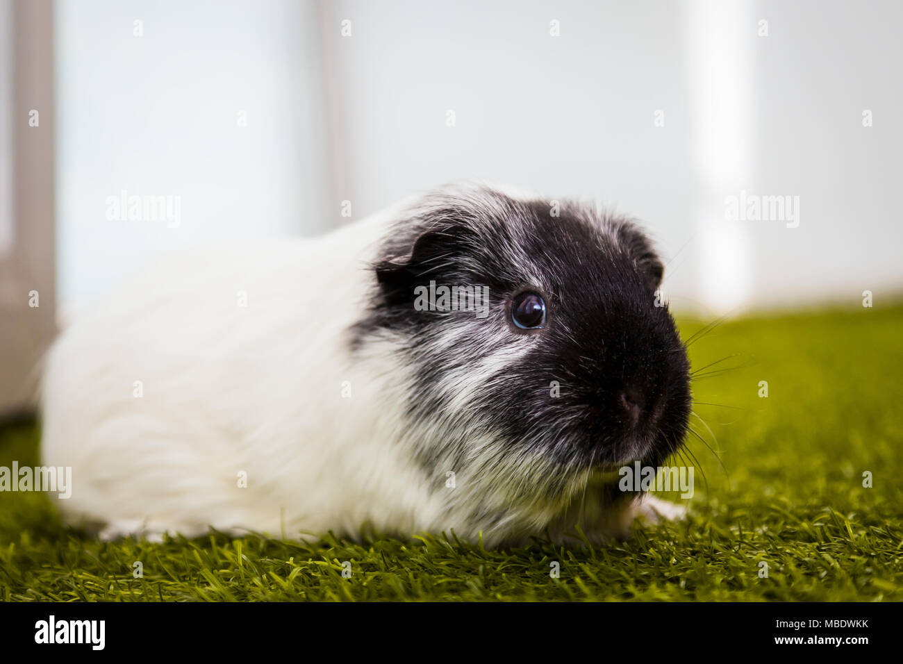 close-up of a small black and white guinea pig or Cavia porcellus with ... - Artificial Grass For Guinea Pigs