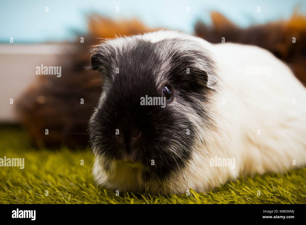 Abyssinian guinea pigs hi-res stock photography and images - Alamy