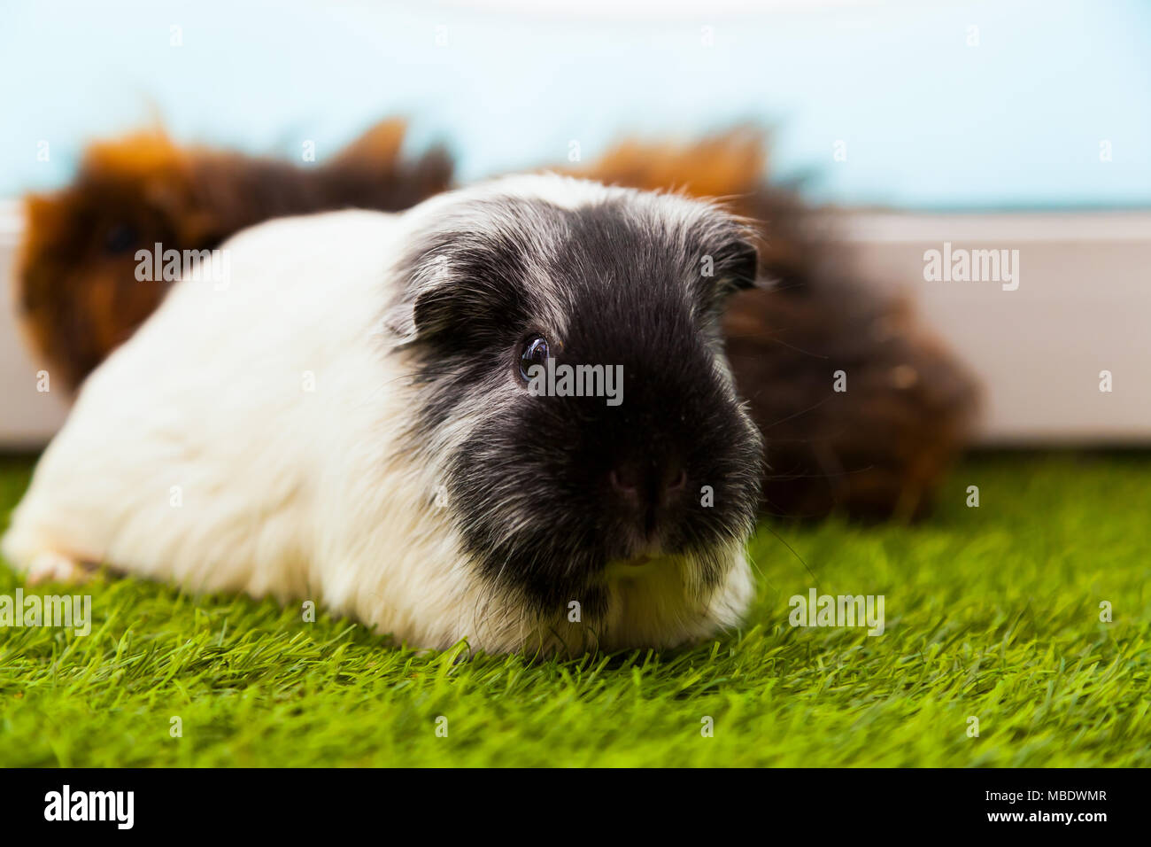 View of close-up of a small black and white guinea pig or Cavia porcellus with ...