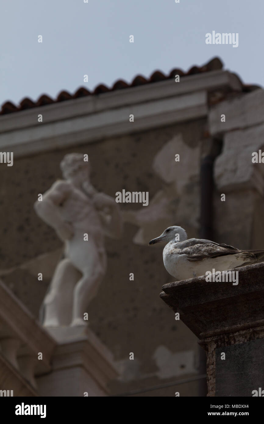 A juvenile Herring Gull (Larus argentatus) standing on a rooftop near Piazzo San Marco in Venice, Italy Stock Photo