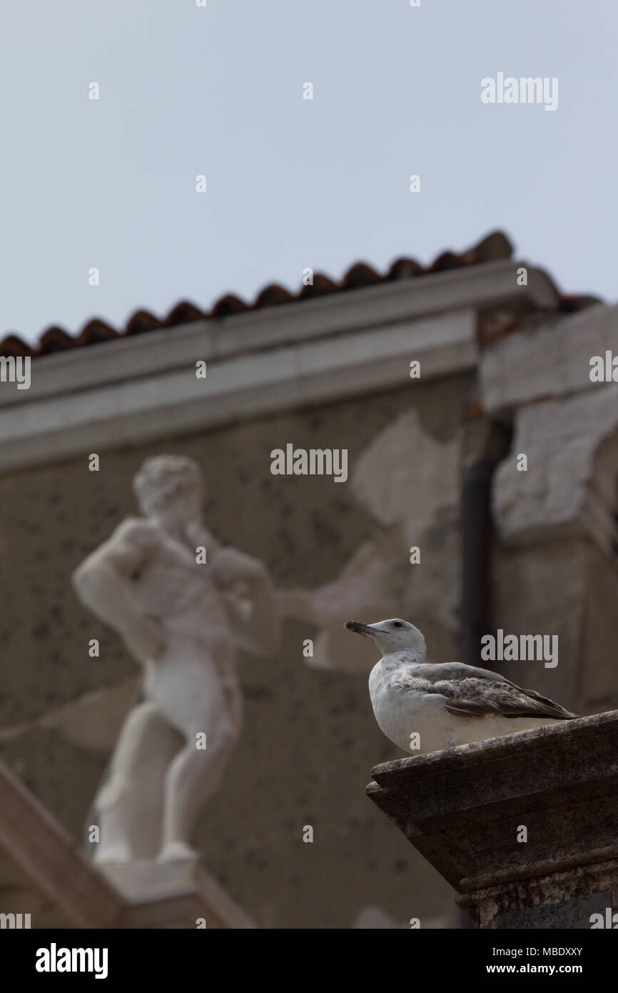 A juvenile Herring Gull (Larus argentatus) standing on a rooftop near Piazzo San Marco in Venice, Italy Stock Photo