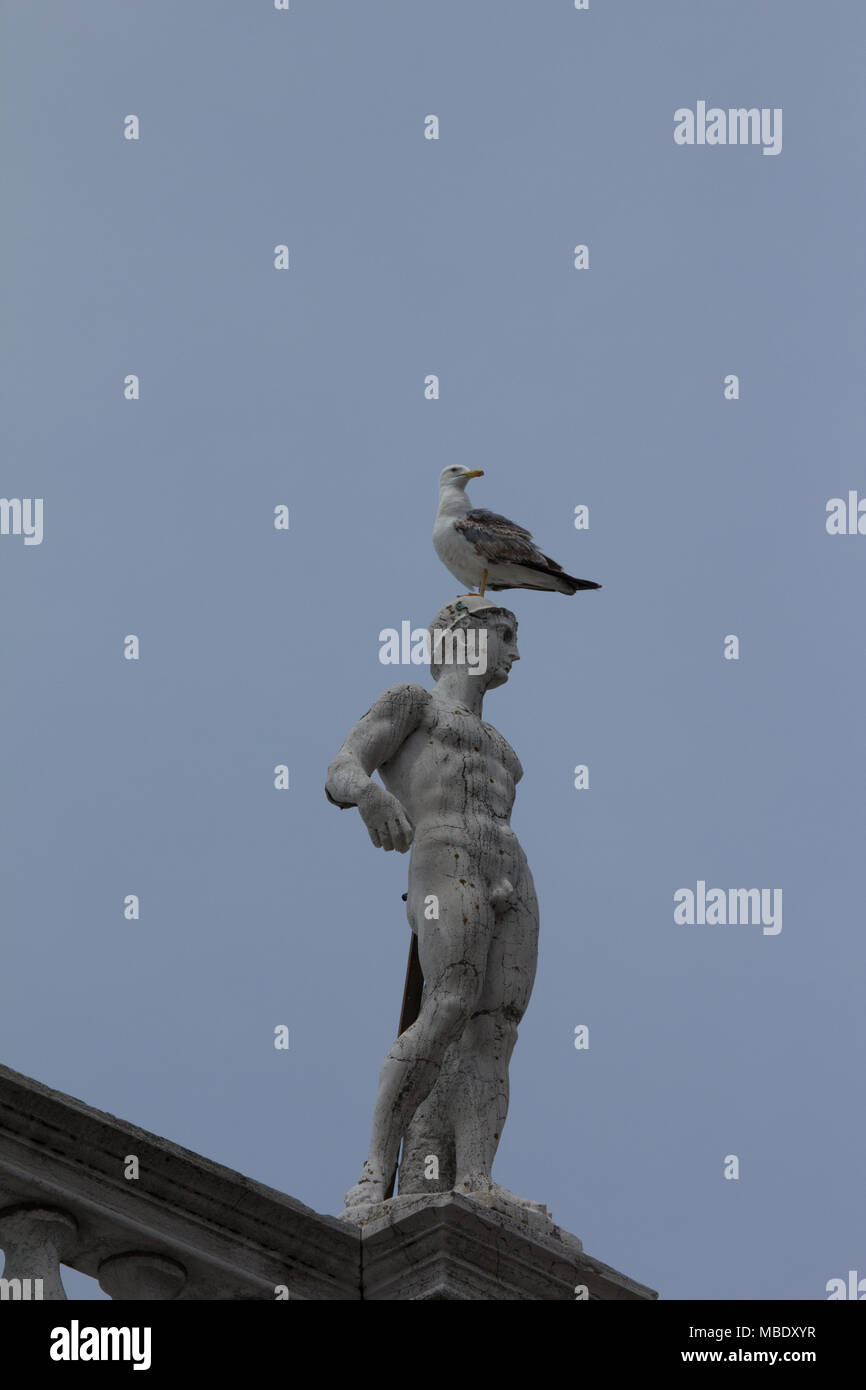 Adult Herring Gull (Larus argentatus) sitting on a sculpture near Piazza San Marco, Venice Stock Photo