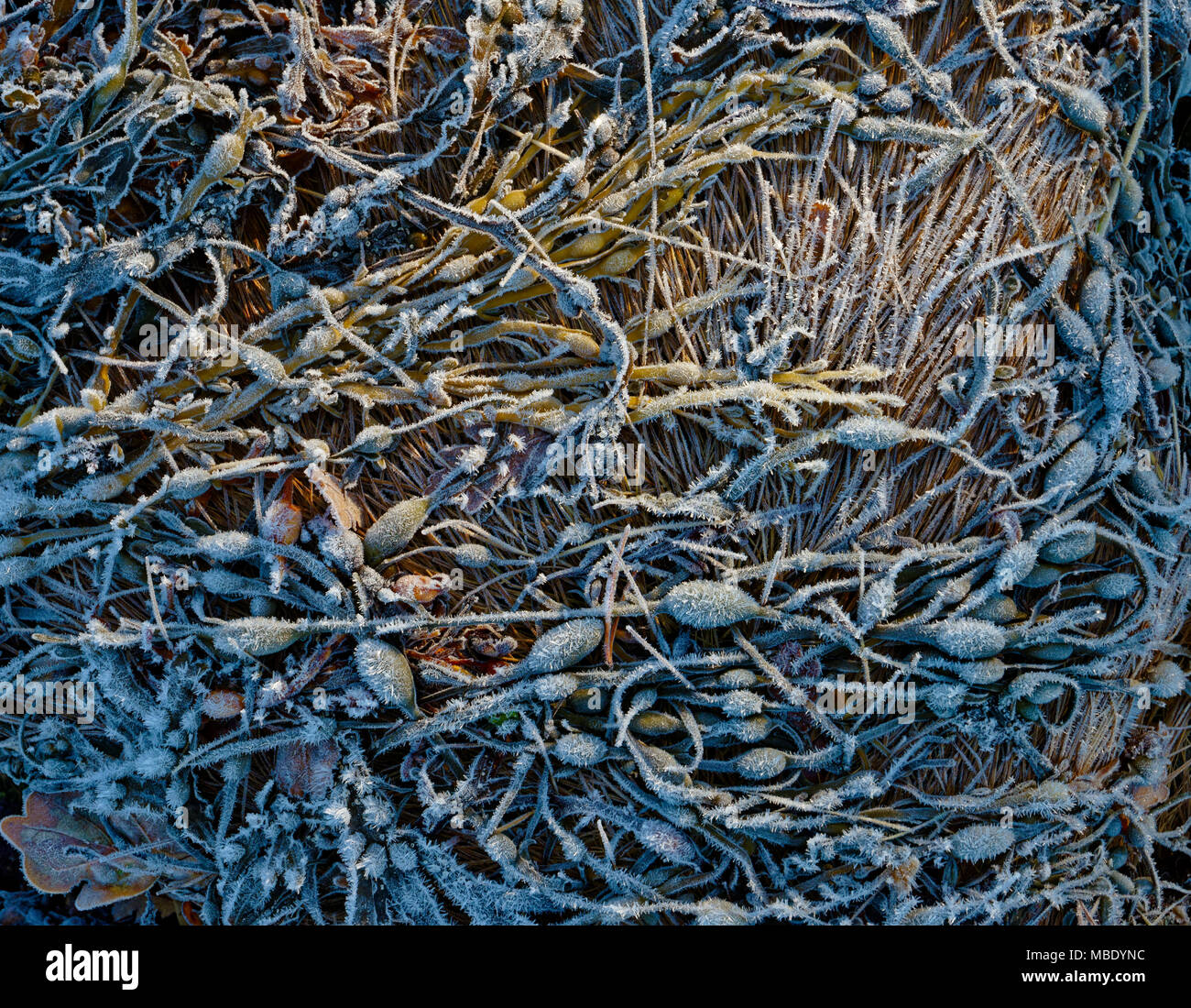 A close-up view of seaweed and kelp along the shores of Loch Sunart in the Scottish Highlands. Stock Photo