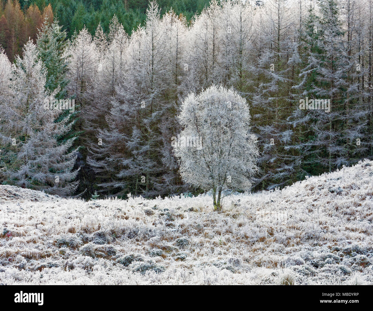A frosty view of the remote Glen Hurich Forest in the Ardnamurchan Peninsula, Scotland. Stock Photo