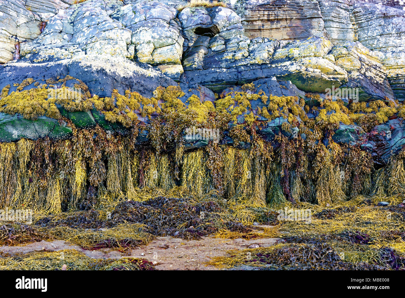 The flourishing seaweed covered banks of Loch Moidart  have a sightly abstract appearance when seen at low tide. Stock Photo