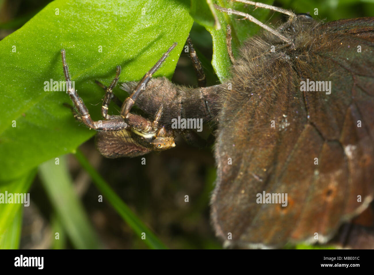 A small brown spider eating a butterfly, Italy Stock Photo