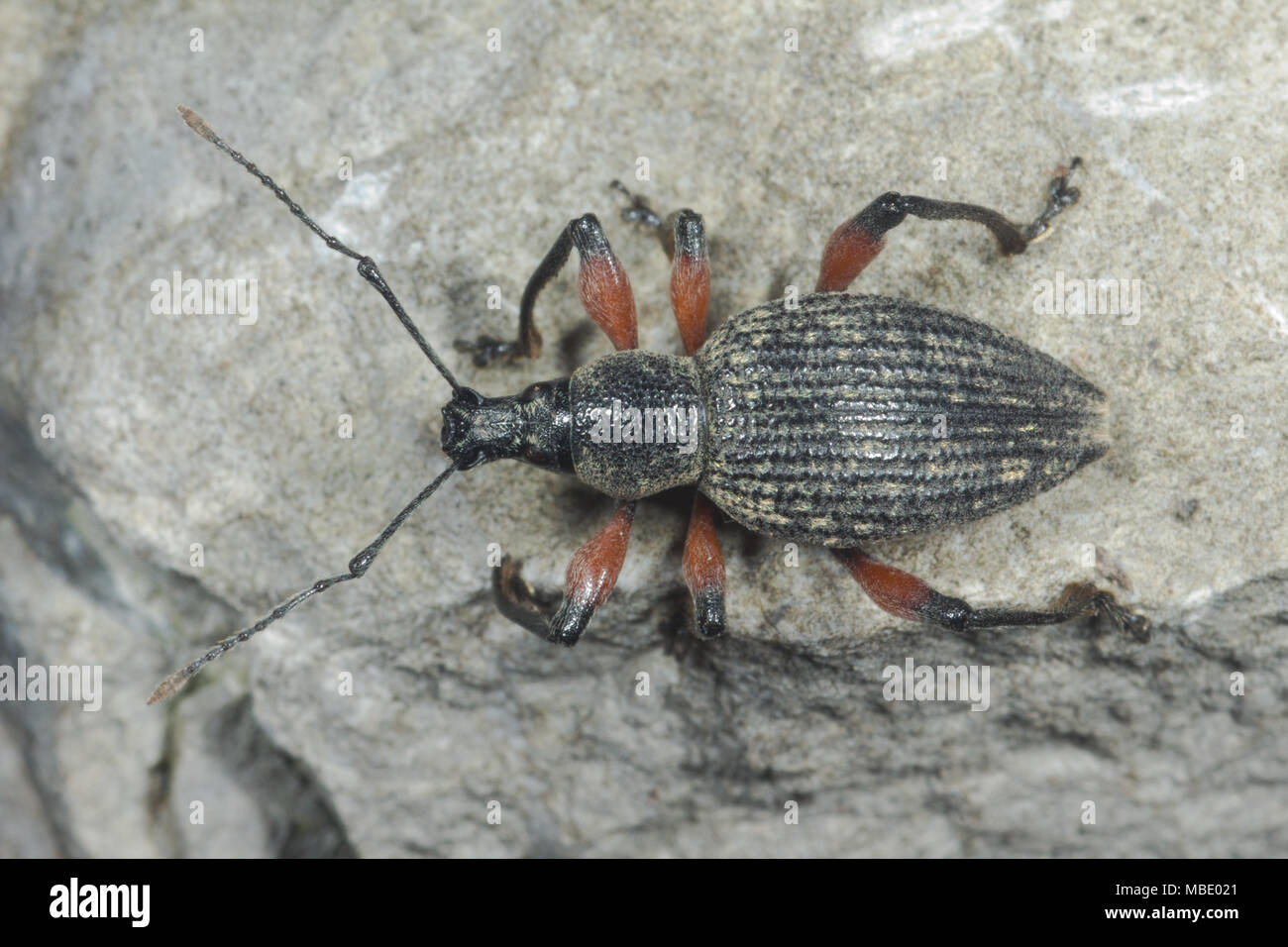 A black and orange weevil (Curculionoidea) on a rock in Italy Stock Photo