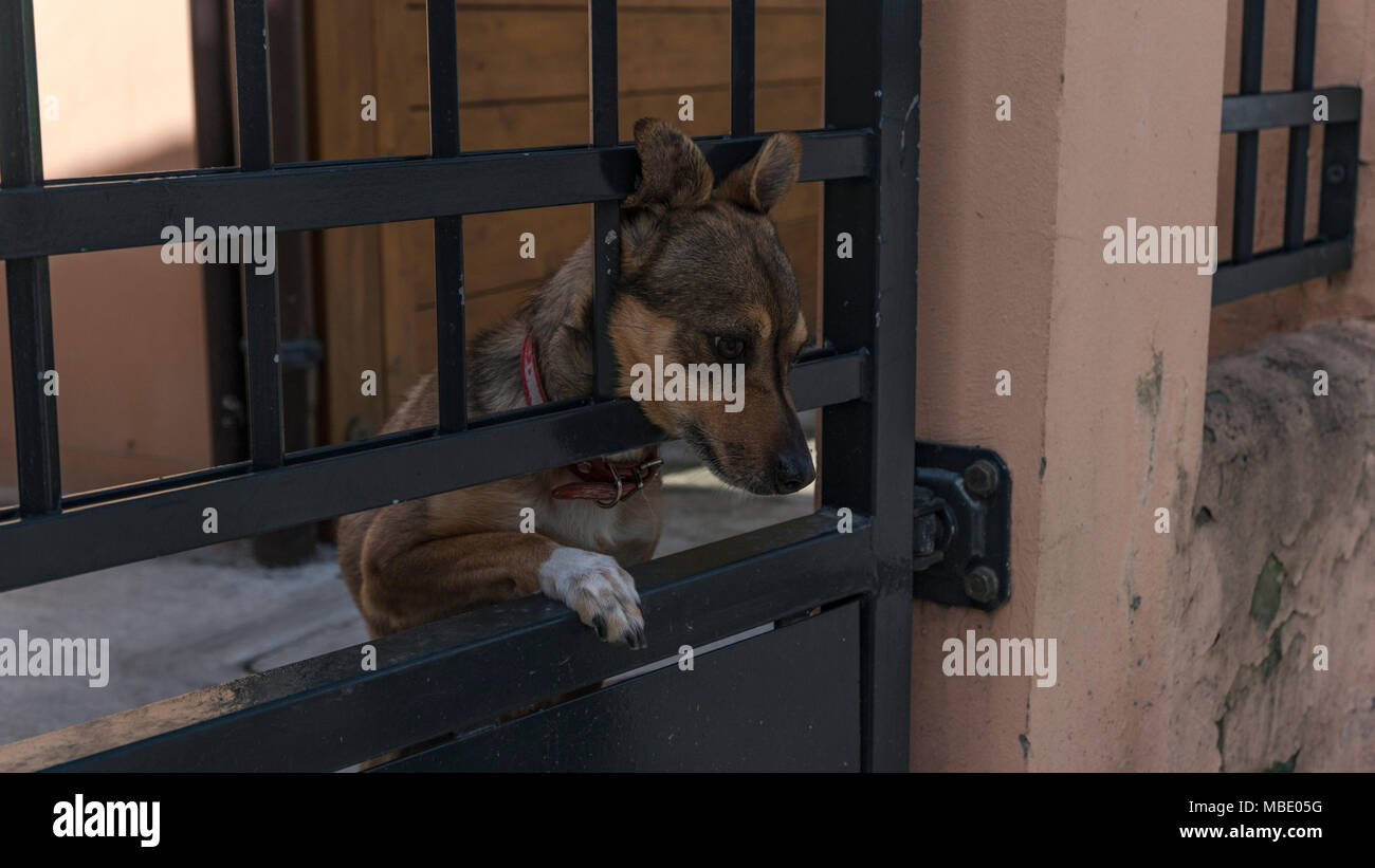 Dog head stuck hi-res stock photography and images - Page 2 - Alamy