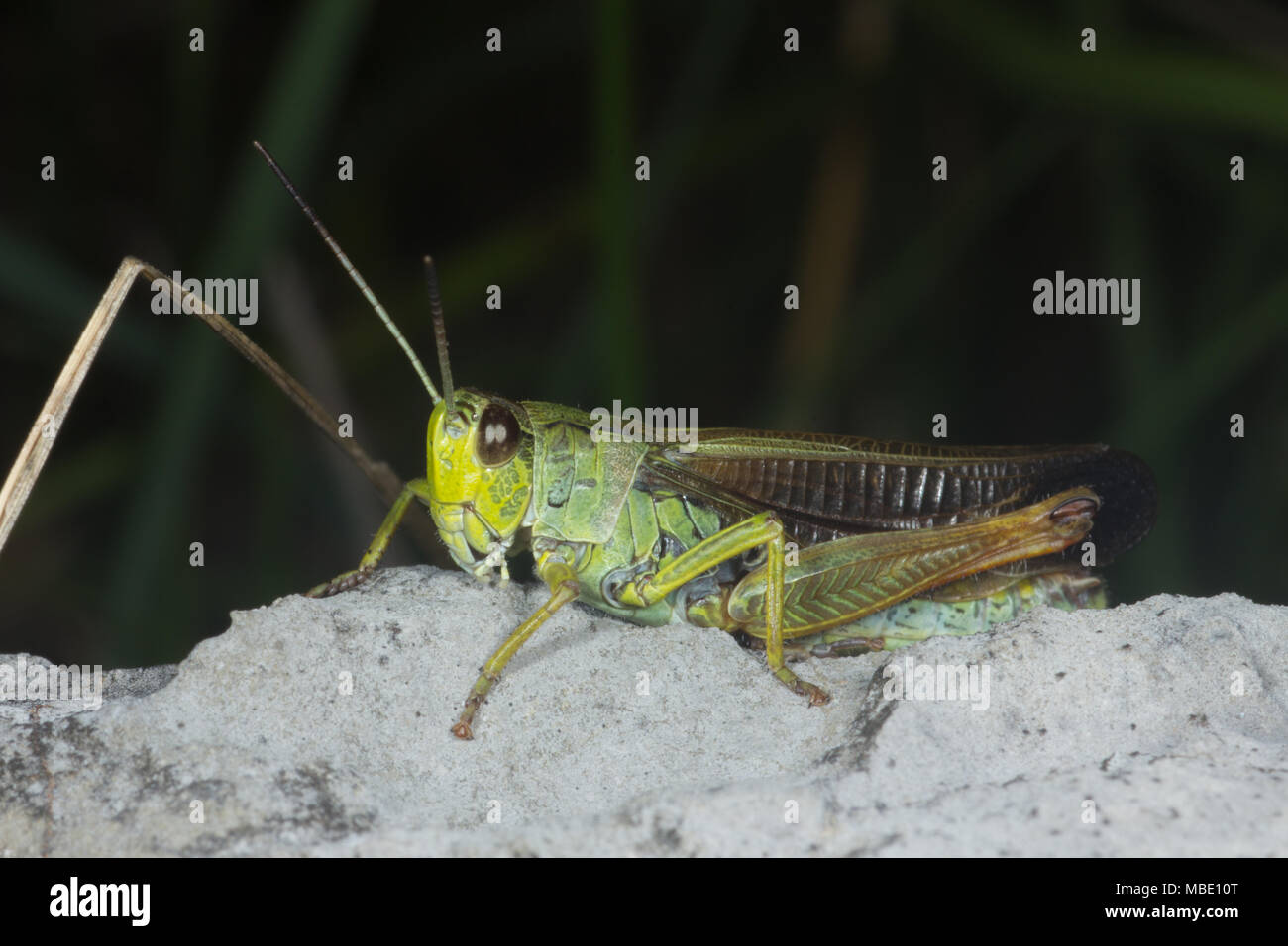 A green and brown grasshopper (Caelifera) in Italy Stock Photo