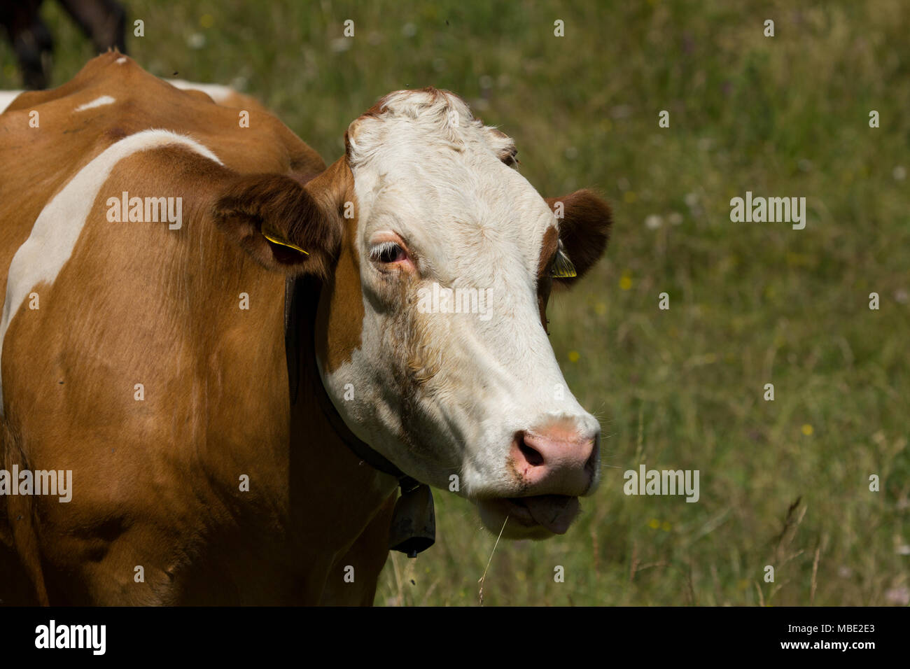 A brown cow (Bos Taurus) feeding on grass on the hills near San Valentino,  Trentino, Italy Stock Photo - Alamy