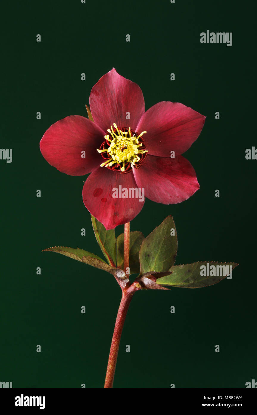 Dusky red hellebore flower and foliage against a dark green background Stock Photo