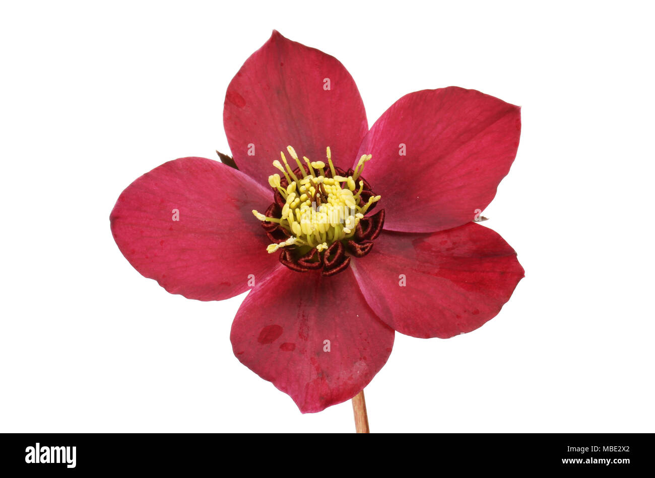 Closeup of a dusky red hellebore flower isolated against white Stock Photo