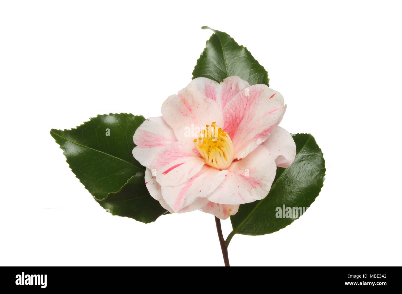 Variegated camellia flower and foliage isolated against white Stock Photo