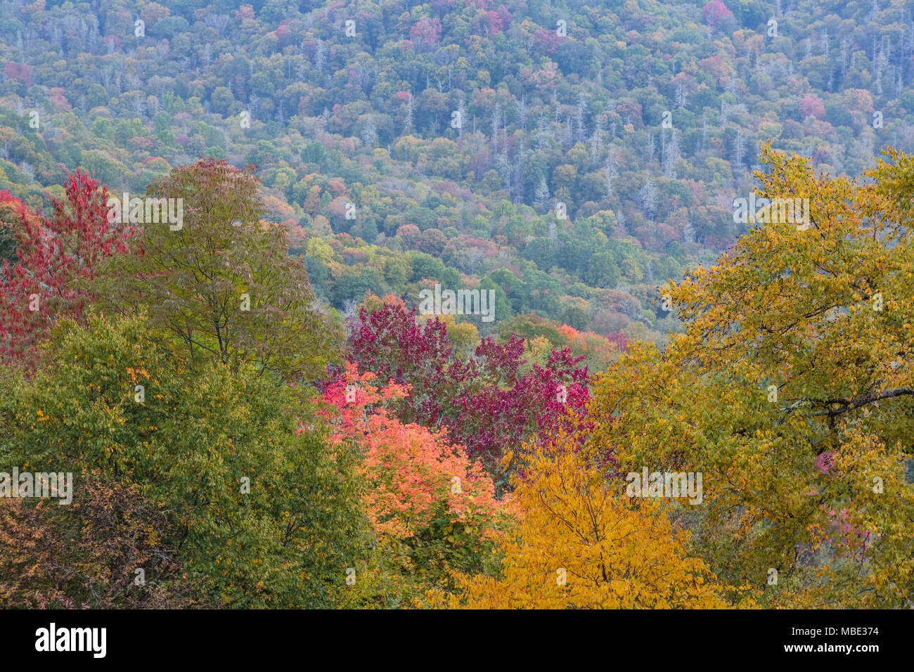 North Carolina, United States of America. Fall scenery in the Great