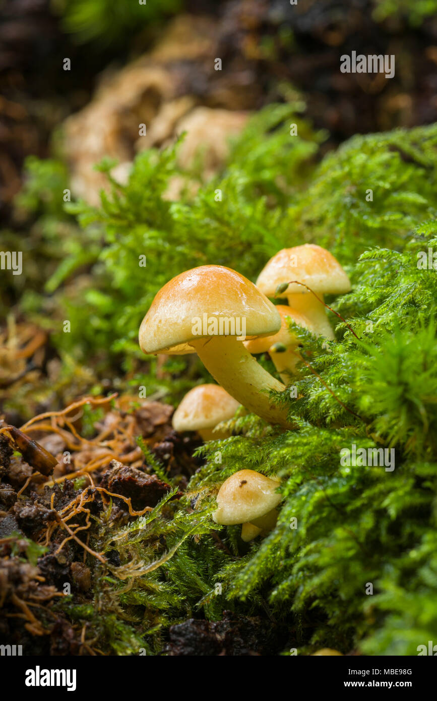 Sulphur Tuft (Hypholoma fasciculare) fungus growing on a rotting log in woodland. Stock Photo