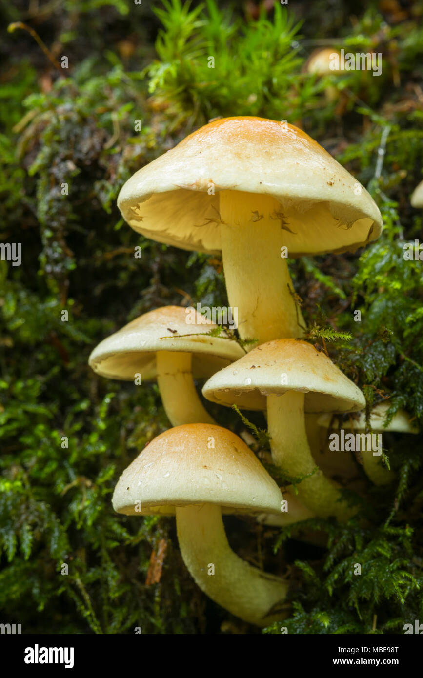 Sulphur Tuft (Hypholoma fasciculare) fungus growing on a rotting log in woodland. Stock Photo
