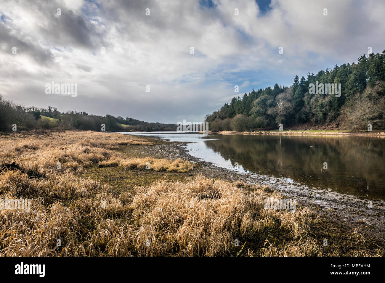 Landscape of the Jaunay lake dried up in winter (Vendee, France) Stock Photo