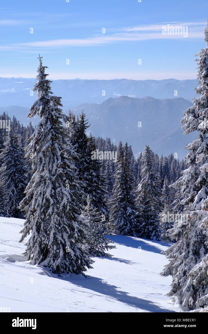 Snow covered coniferous trees in a forest with mountains in the ...