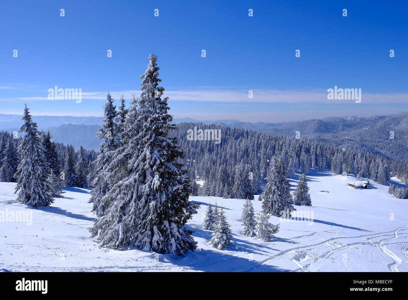 Snow covered coniferous trees in a forest with mountains in the ...