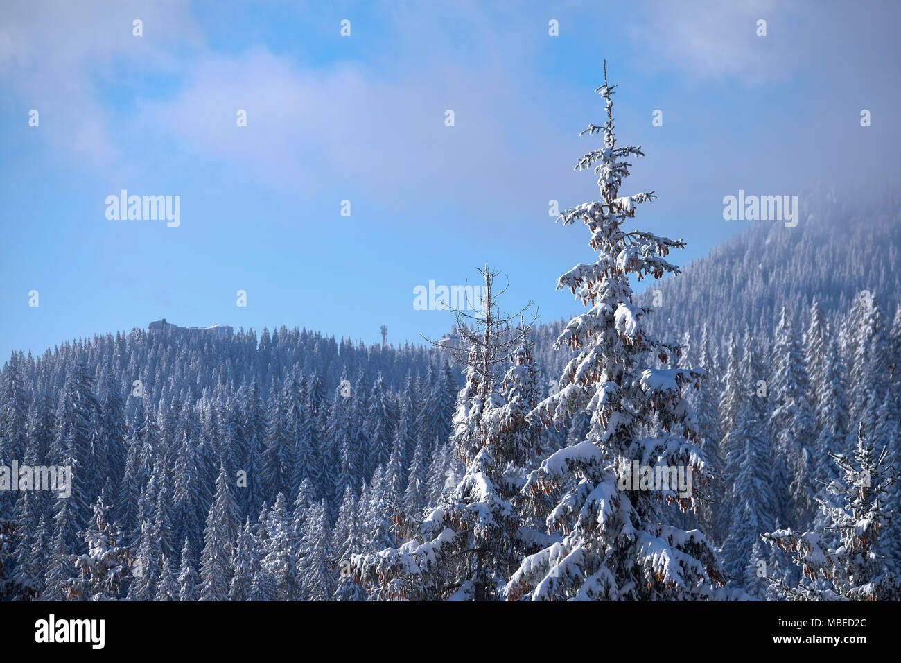Snow covered coniferous trees in a forest Stock Photo