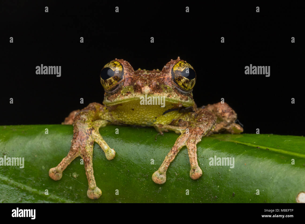 Mossy Tree Frog: Rhacophorus everetti. Sabah, Borneo. Taken at night , Adorable cute mossy tree frog of Borneo Stock Photo