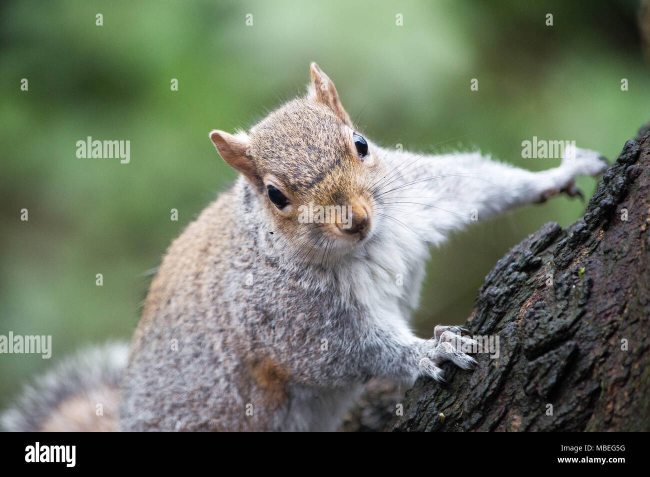 squirrel Stock Photo