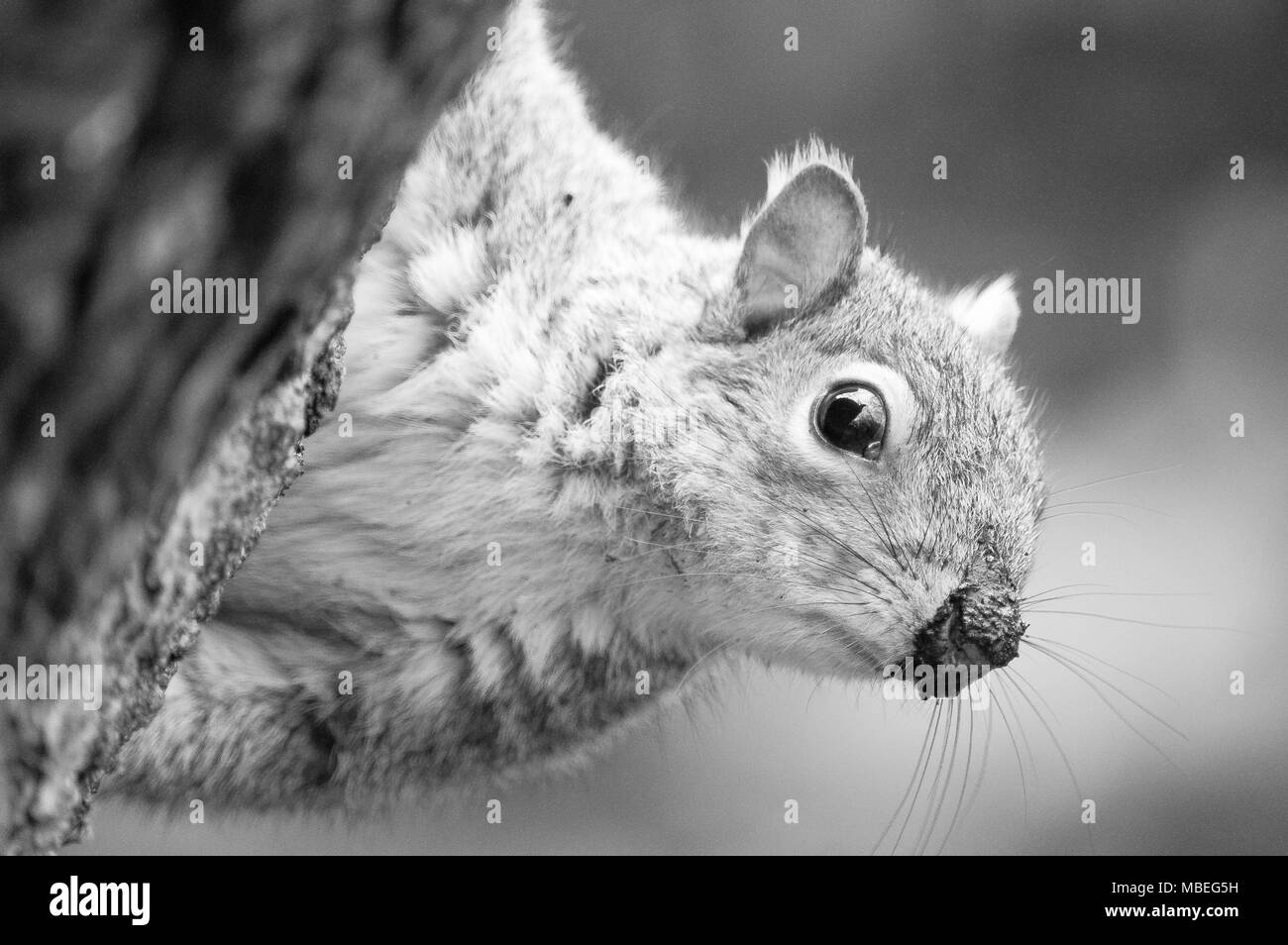 squirrel Stock Photo