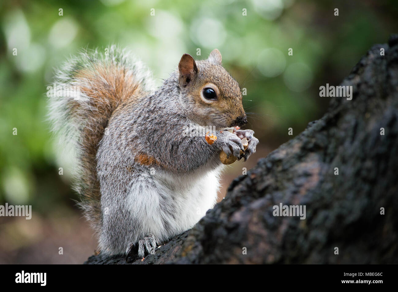 squirrel Stock Photo