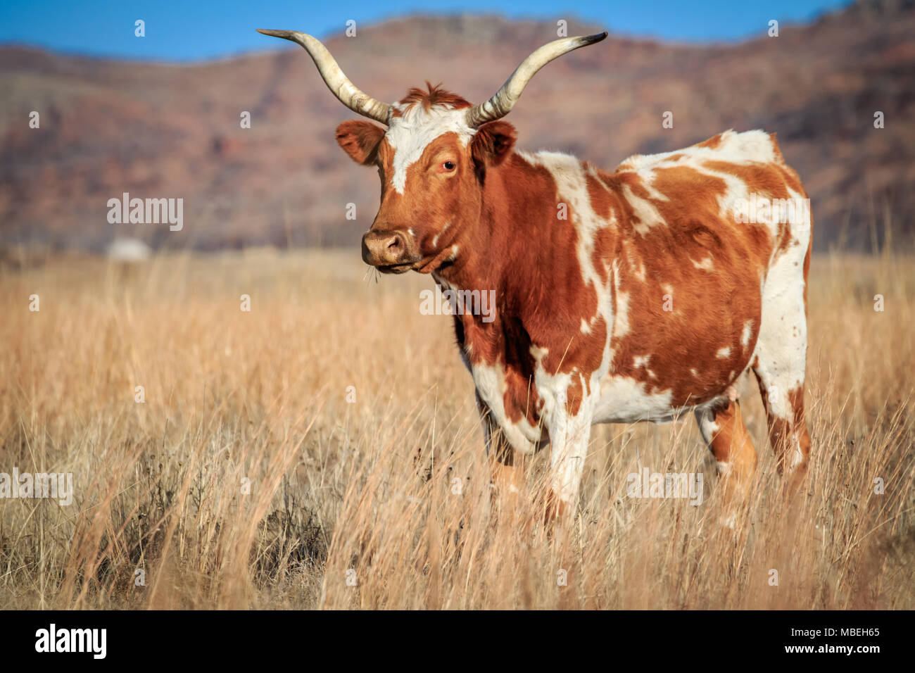 A wild longhorn (Bos taurus) cow on the prairie in the Wichita Mountains Wildlife Refuge of SW Oklahoma Stock Photo