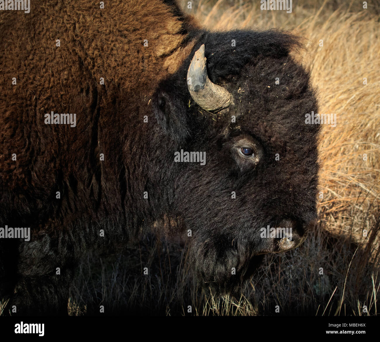 Buffalo (American Bison) in the Wichita Mountains National Wildlife