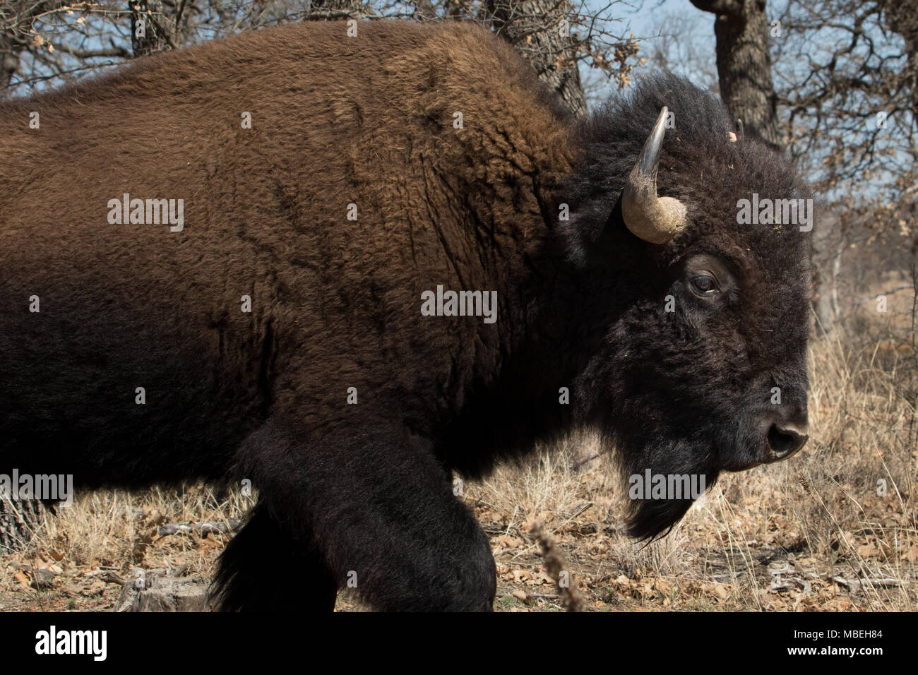 Buffalo (American Bison) in the Wichita Mountains National Wildlife