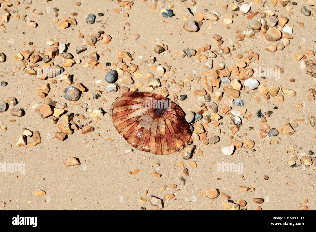 Compass Jellyfish on a sandy beach with pebbles Stock Photo Alamy