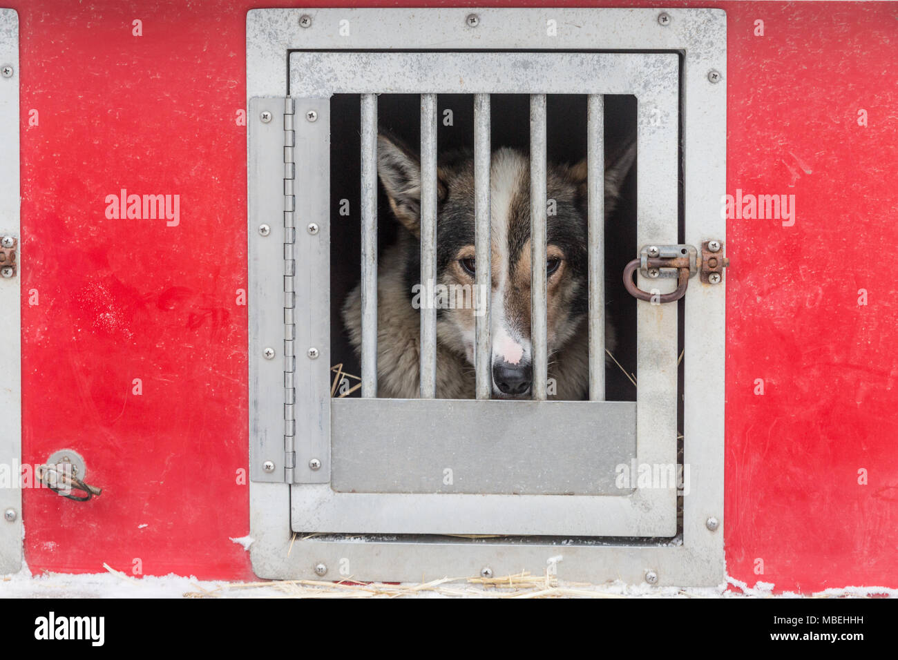 Dog in carrier at Ceremonial start of Iditarod Stock Photo