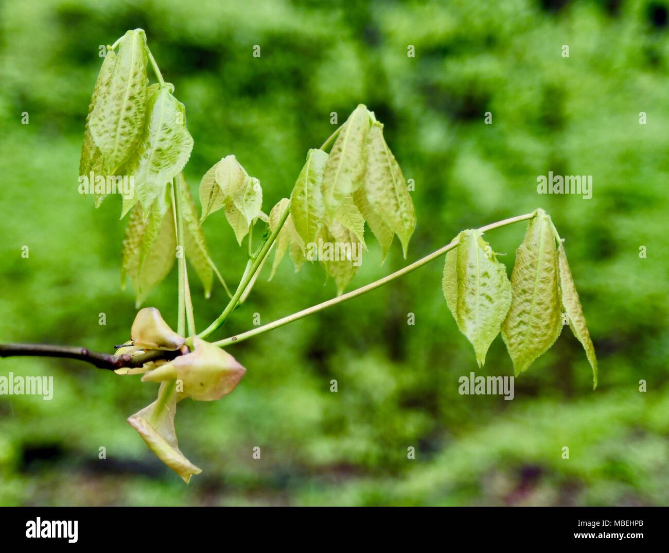 Emerging green leaves of a shagbark hickory tree in spring. Stock Photo