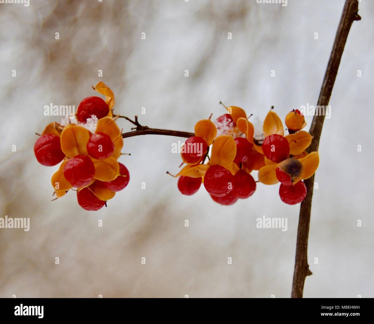Detail Of The Fruit And Seed Coat Of An Oriental Bittersweet Vine In Winter Stock Photo Alamy
