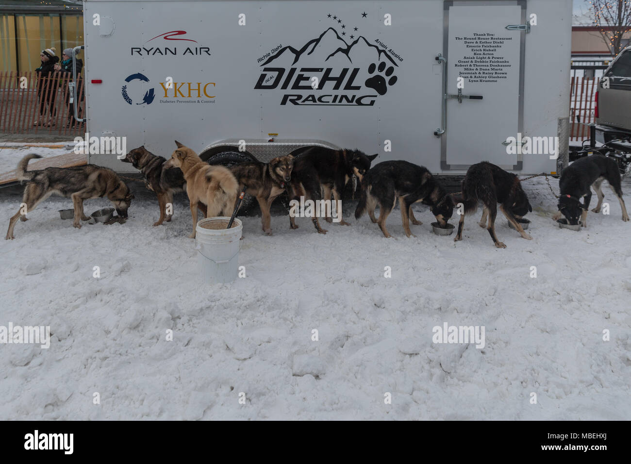 Sled dogs eating prior to Ceremonial start of 2018 Iditardod Stock Photo