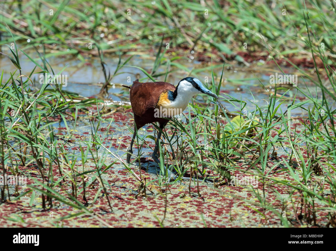 The African jacana is a wader in the family Jacanidae, identifiable by long toes and long claws that enable them to walk on floating vegetation. Stock Photo