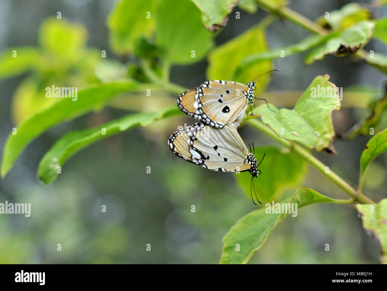 when the mating season arrives butterflies blend love and love is so