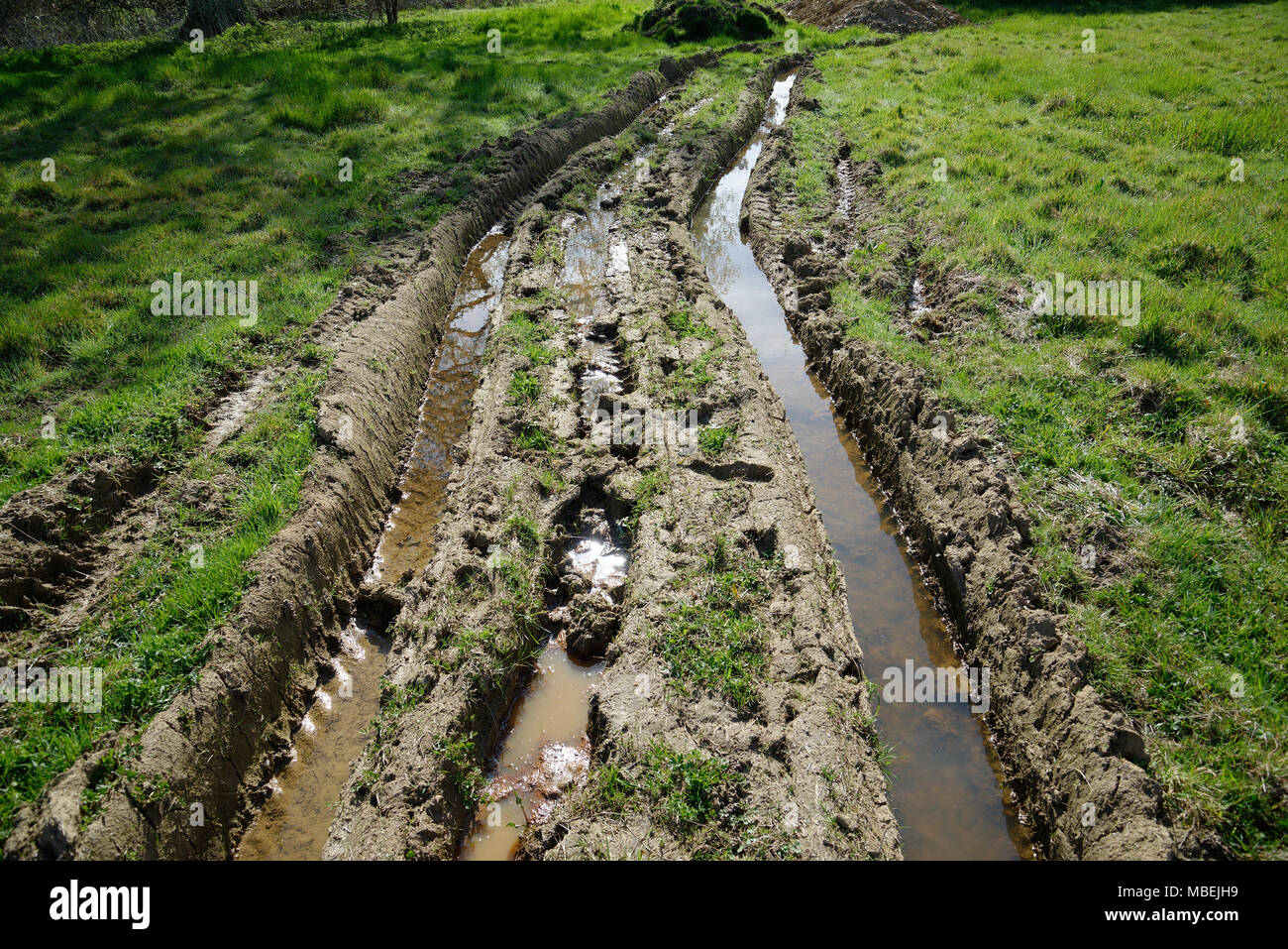 Water filled ruts in a green field caused by a heavy vehicle. Track showing the path of a 4 wheeled vehicle. Stock Photo
