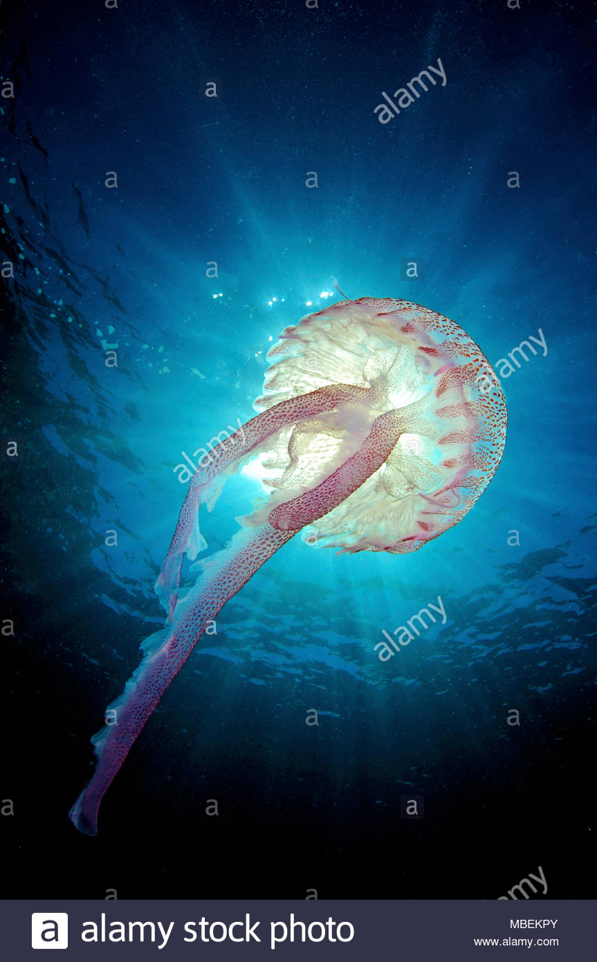 Jellyfish Sting Stock Photos Jellyfish Sting Stock Images Alamy jellyfish-sting-stock-photos-jellyfish-sting-stock-images-alamy